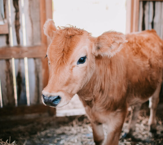 How Many Acres Per Cow is Best?